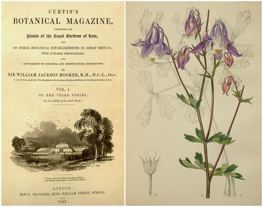 Dibujos botánicos