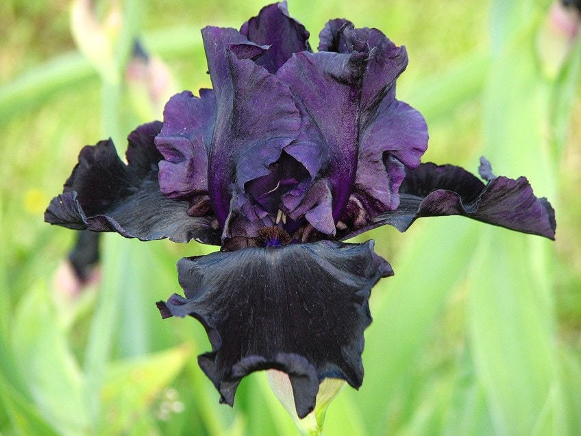 Flor de iris negro