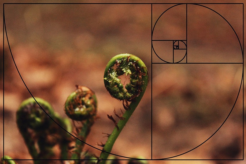 Espiral de Fibonacci en la naturaleza