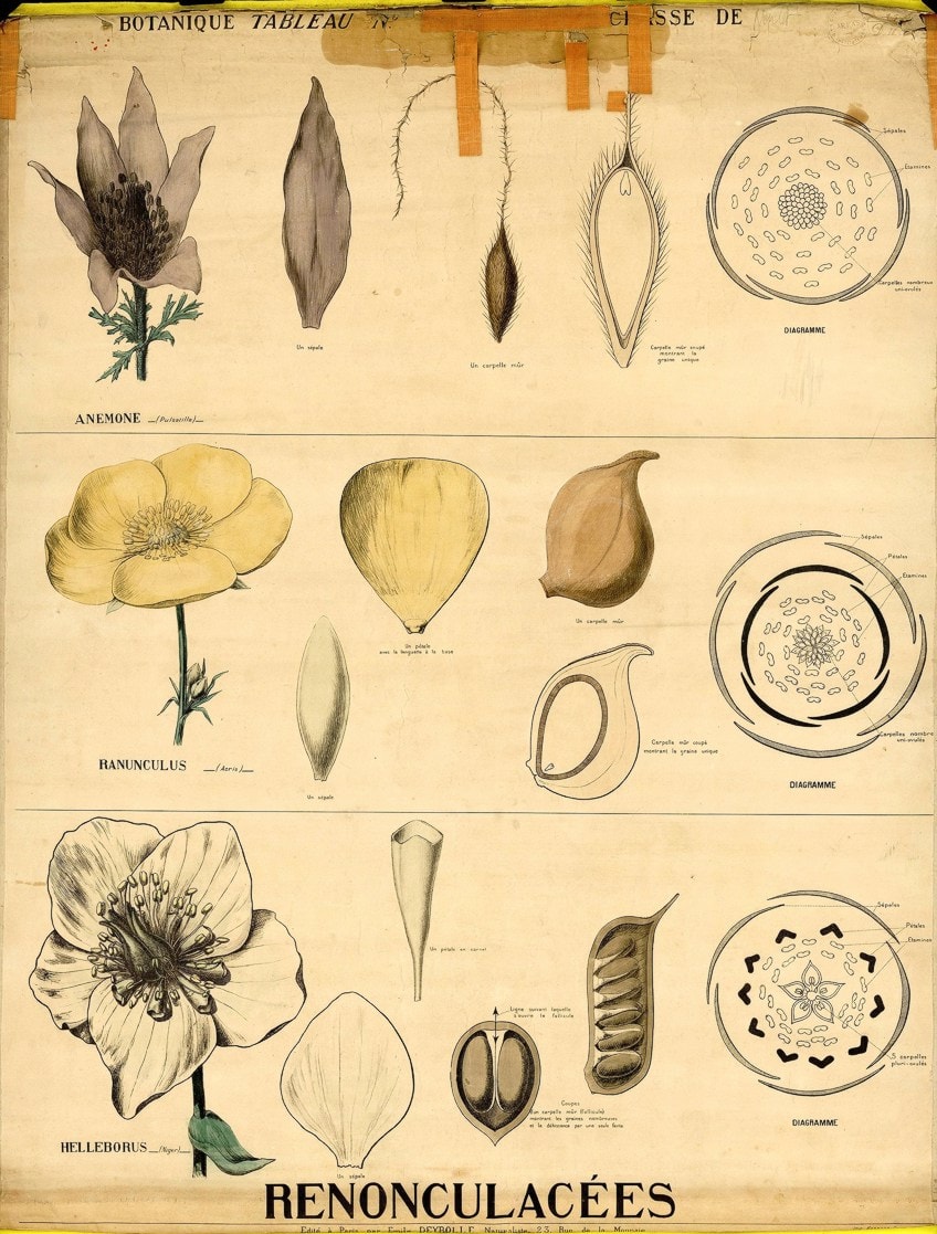 Arte de ilustración botánica – El arte de la ilustración botánica científica